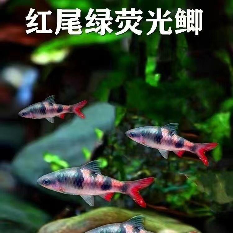 红尾绿荧光鲫冷水原生鱼群游易养皮实紫红草缸溪流原生缸