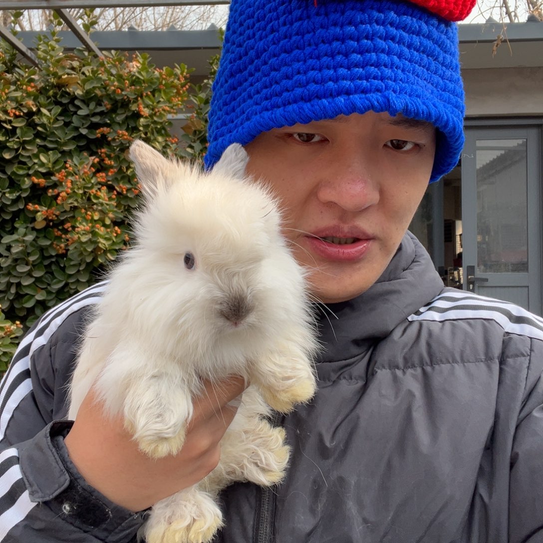 宠物兔英系安哥拉兔