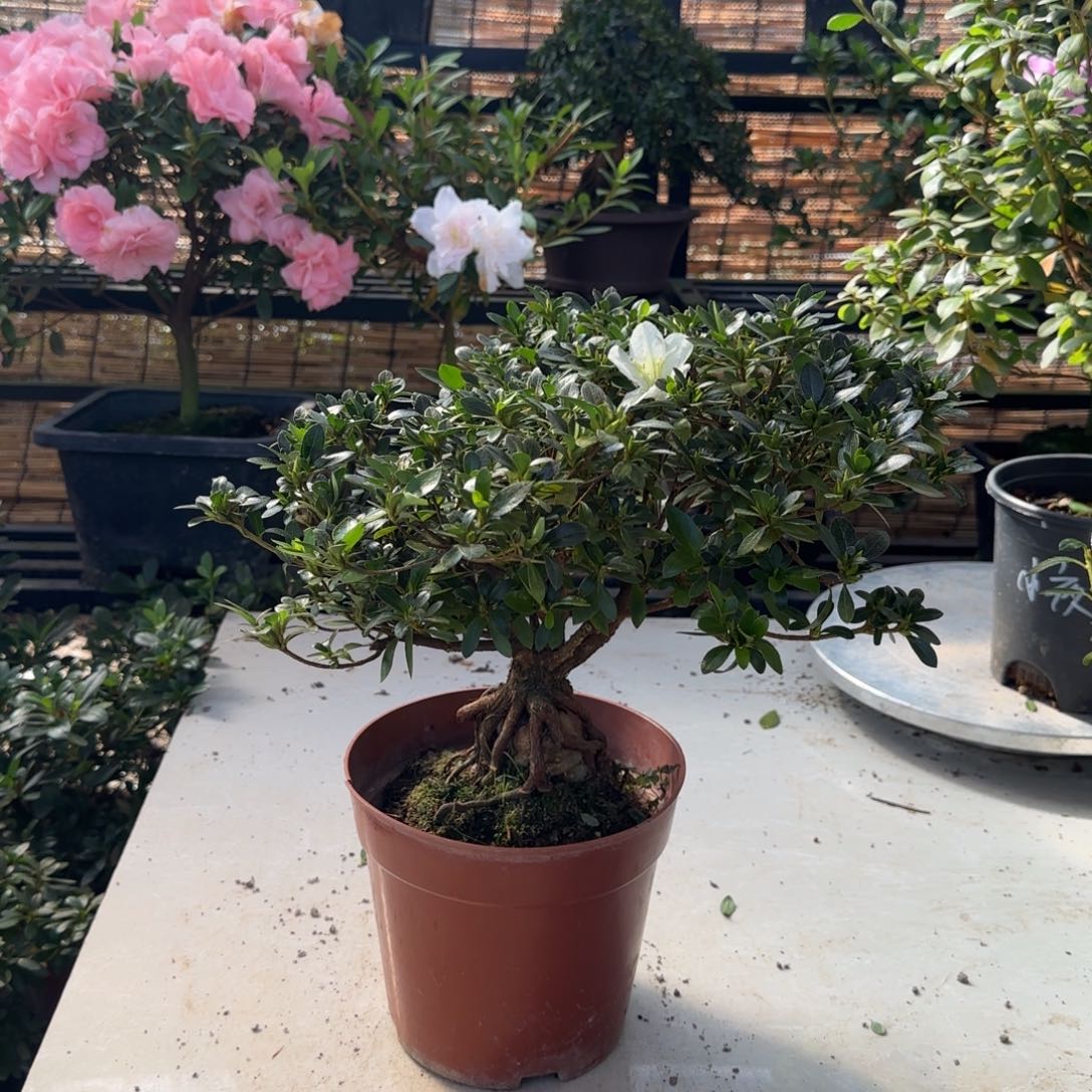 春***面完全开放明美之月