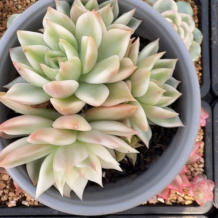 绪***思灵魂锦群生，多肉覆轮