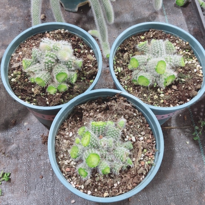 【九尾狐桩子】九尾狐长白毛一物一拍多肉植物开花好养整群无砍秋季