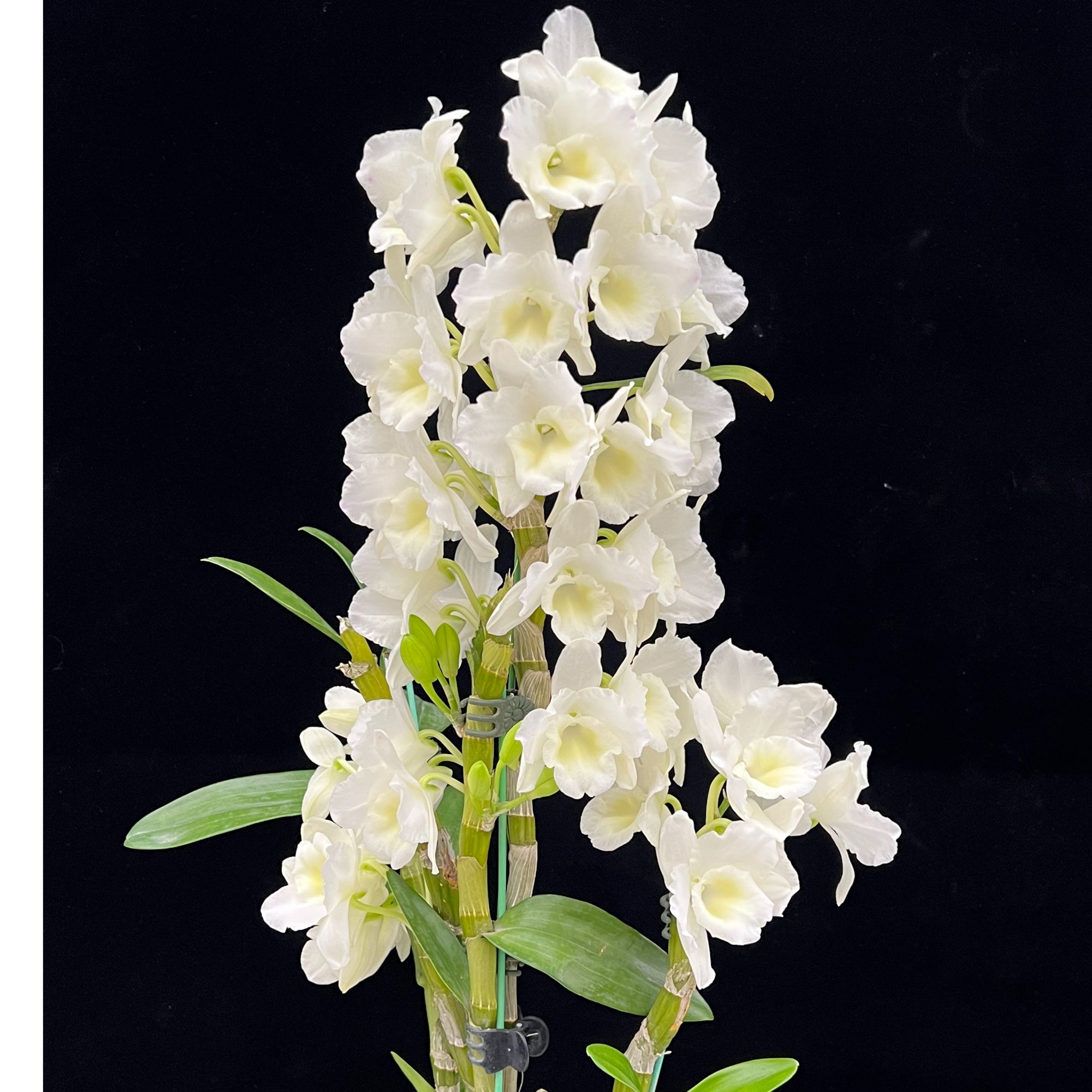 【大白熊】兰心兰园杂交春石斛易养易活爆花美丽洋兰批发高端精品
