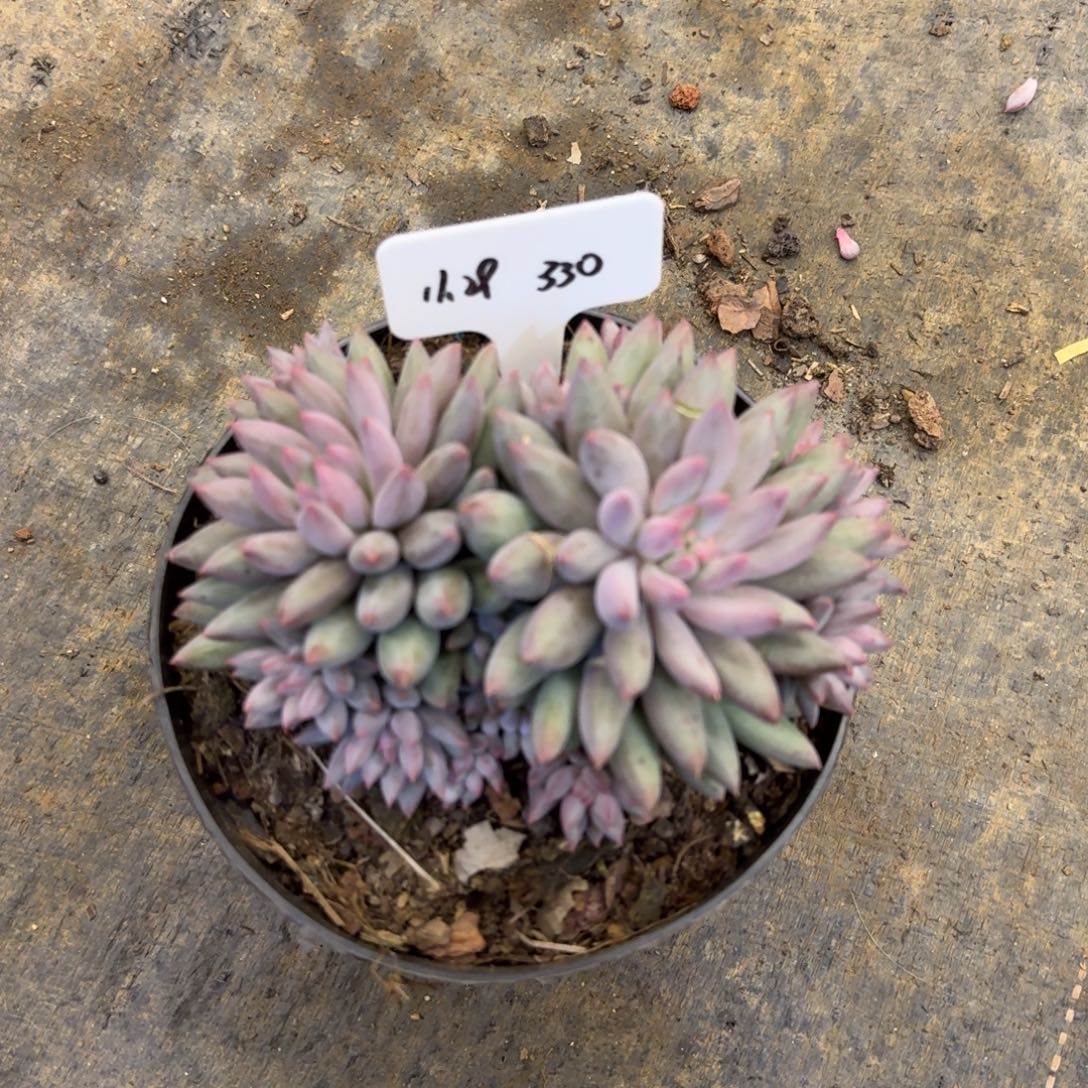 一物一拍车厘子超多头330