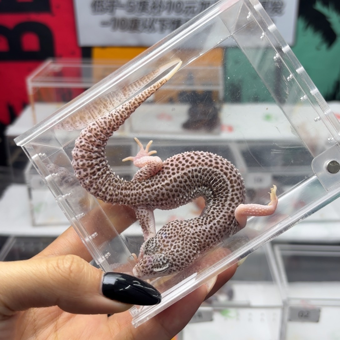 豹纹守宫银河 妹妹 V159