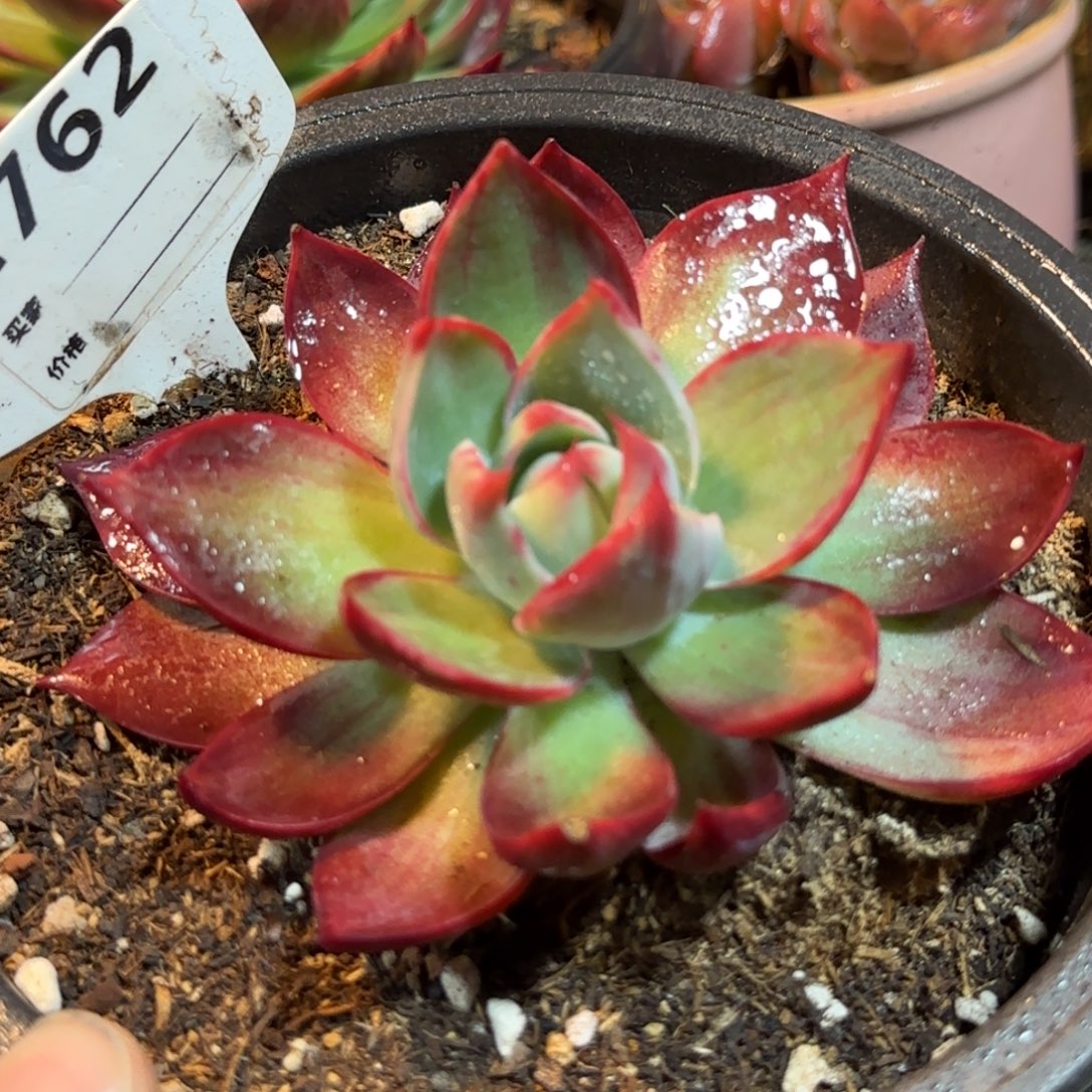 惊鸿一物一拍包装收缩花旱762