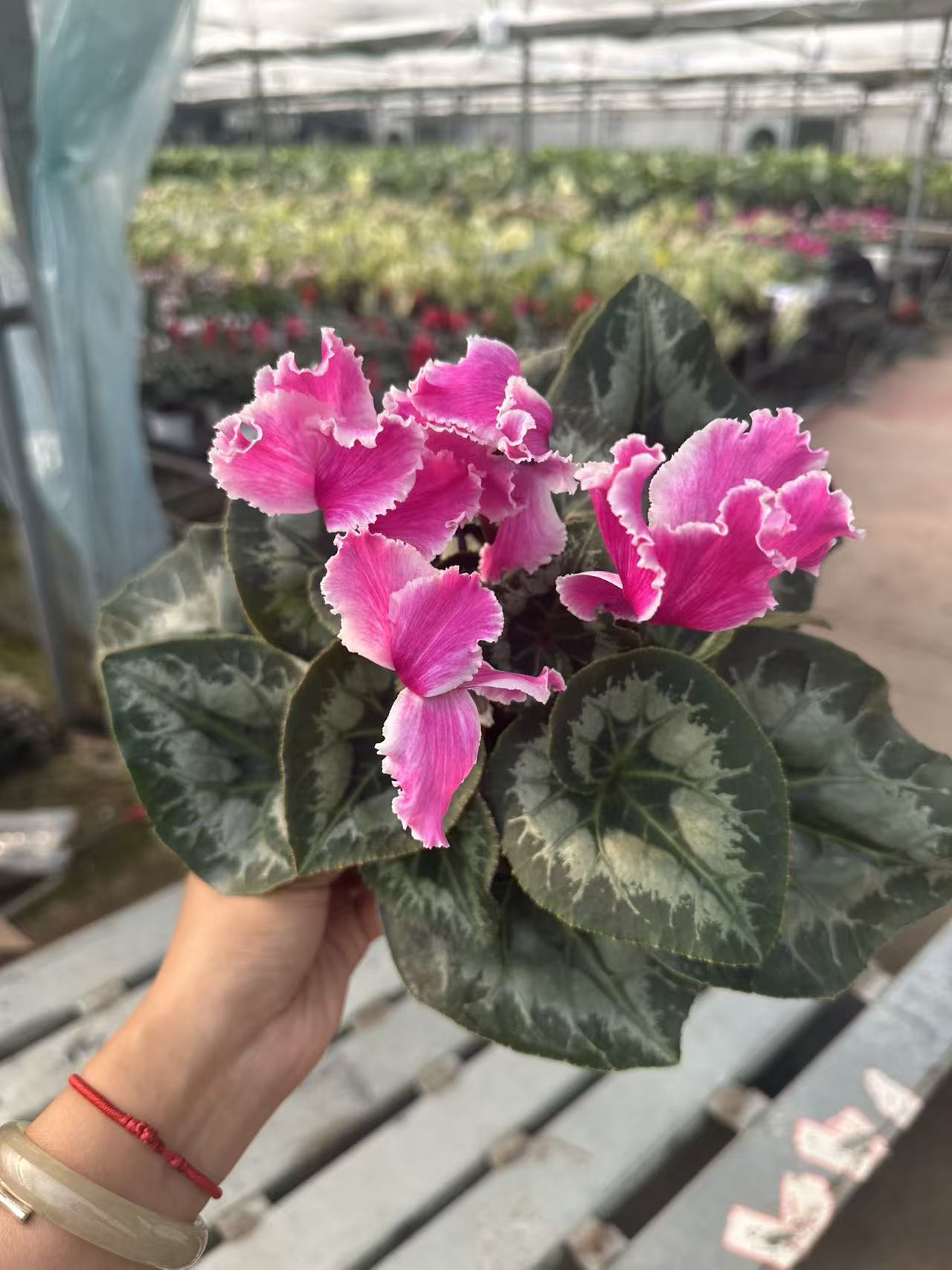 花购   仙客来  (招财猫）   150盆