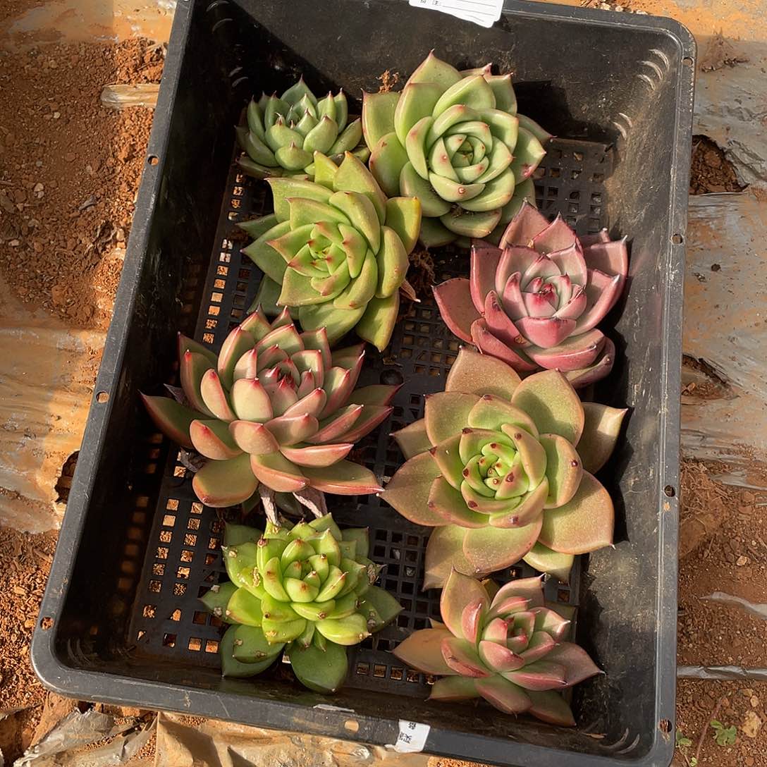 若如东云单拍E669