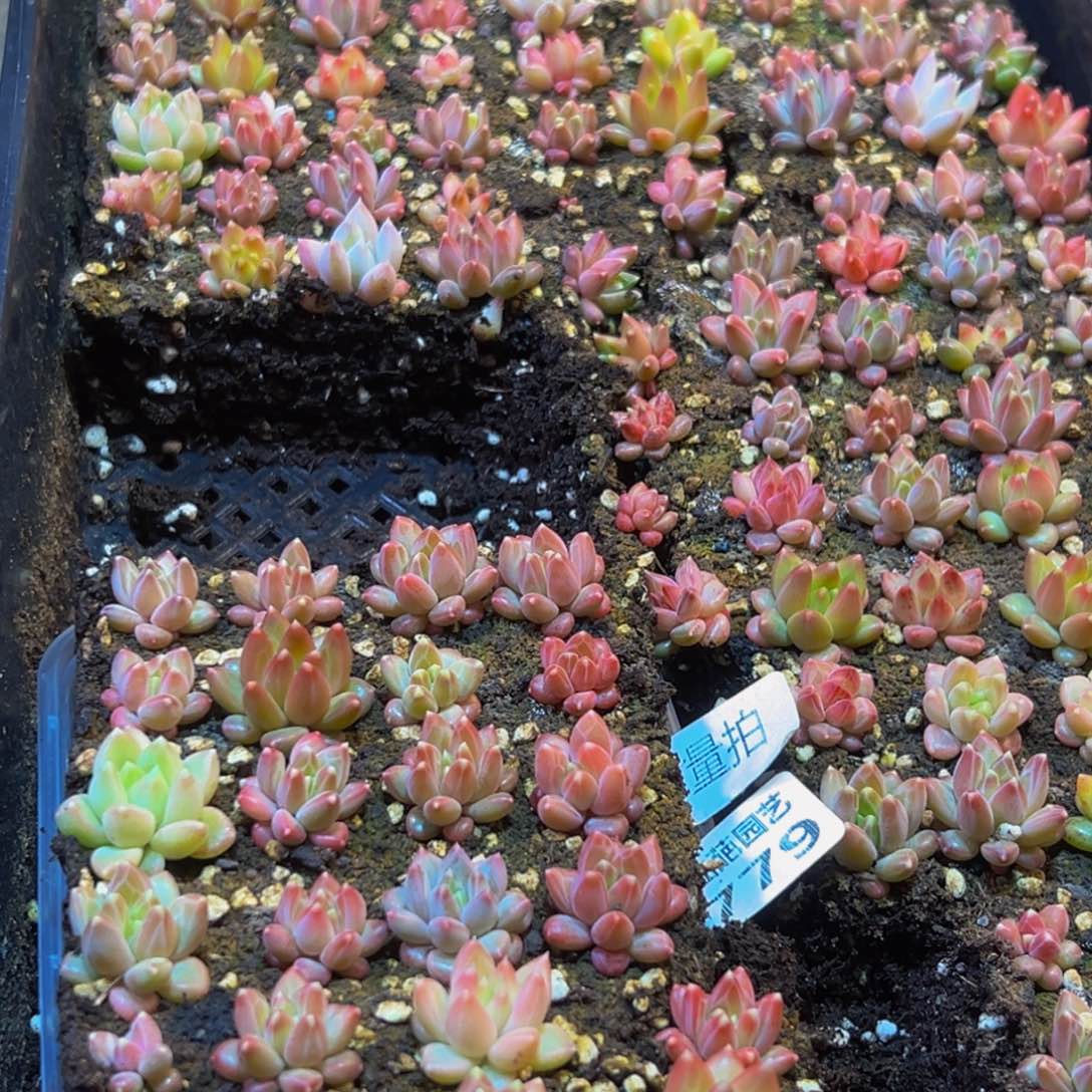 779多肉量拍保底24颗