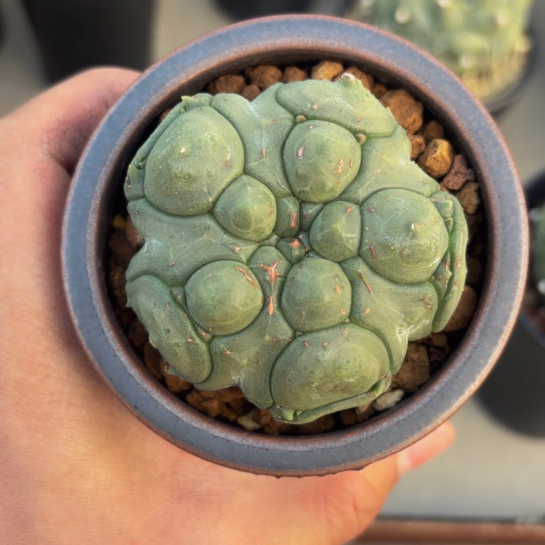 龟甲。y y y y y y y y