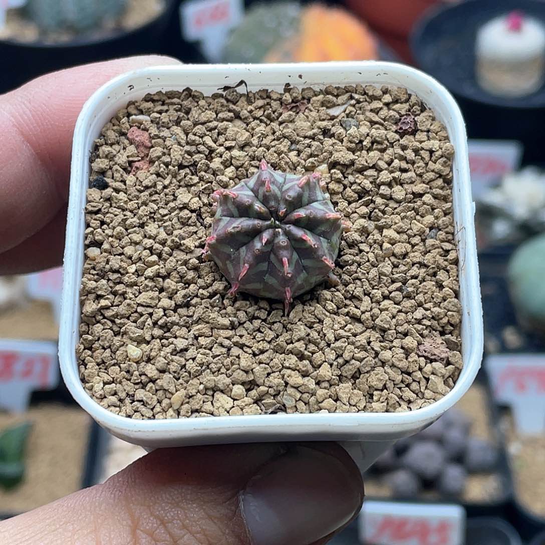 实生坤坤法丽达 致远多肉