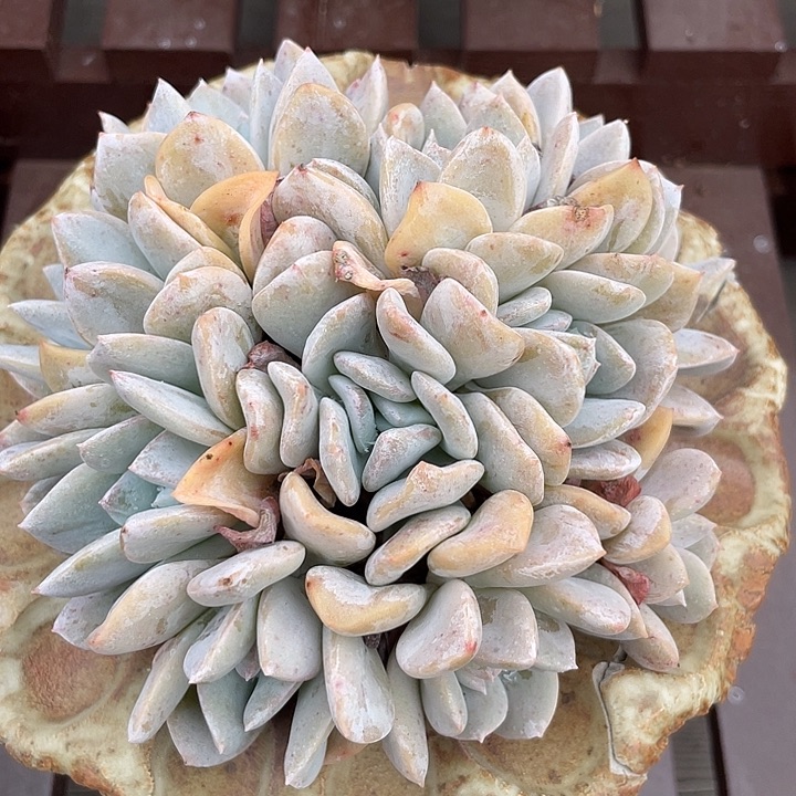 雪特多肉植物群生