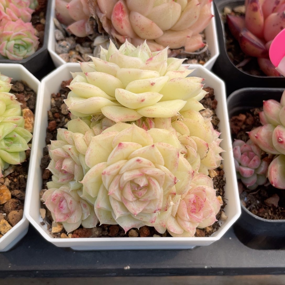 优选白天鹅福利1367