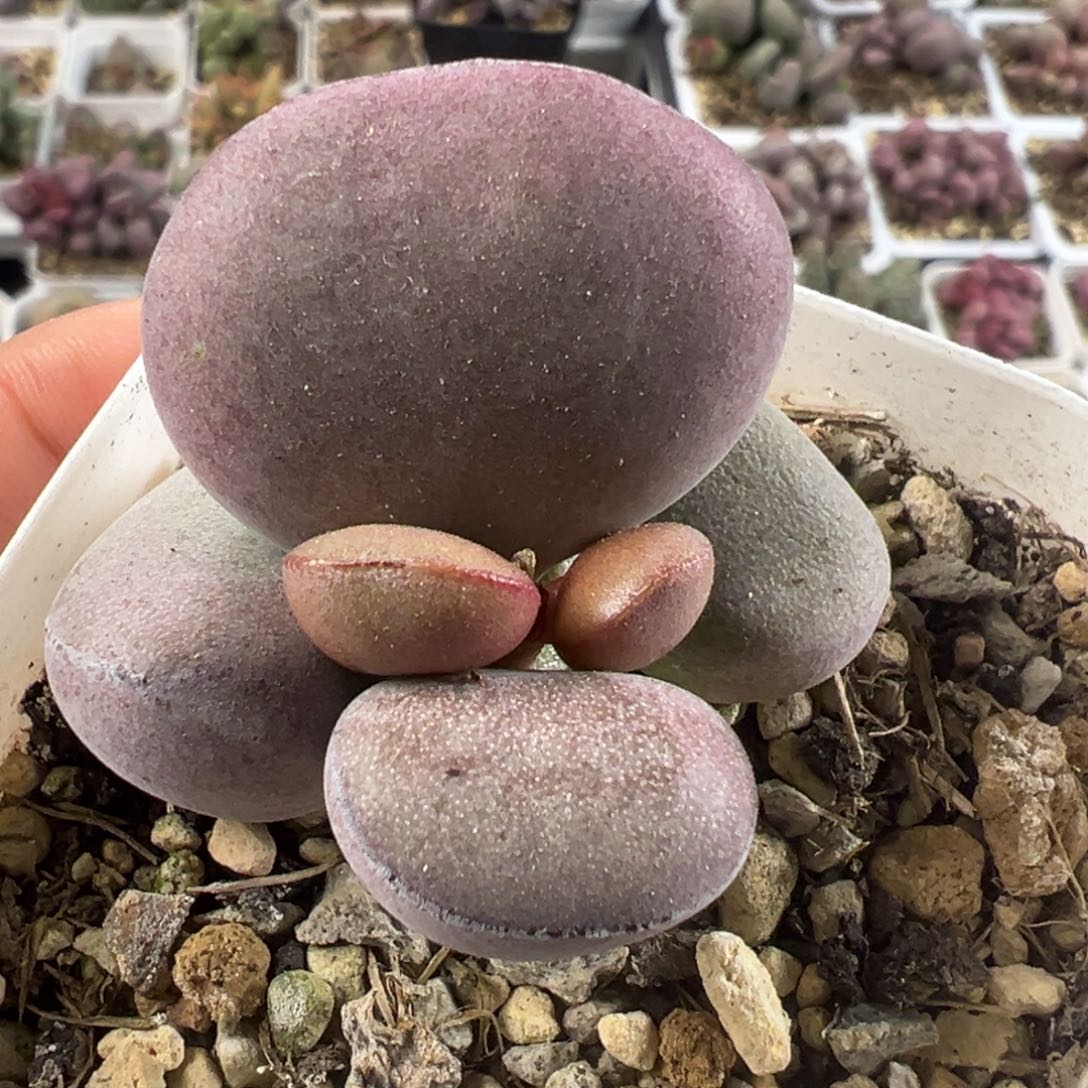 球球紫蛋单头纯木质桩多肉植物