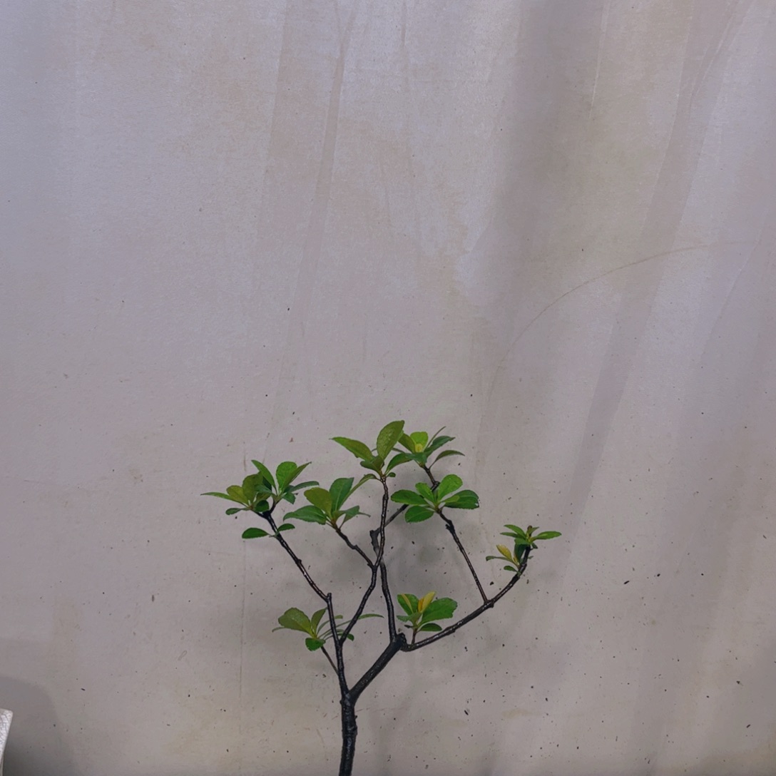 ?****寞海岛春花专拍80