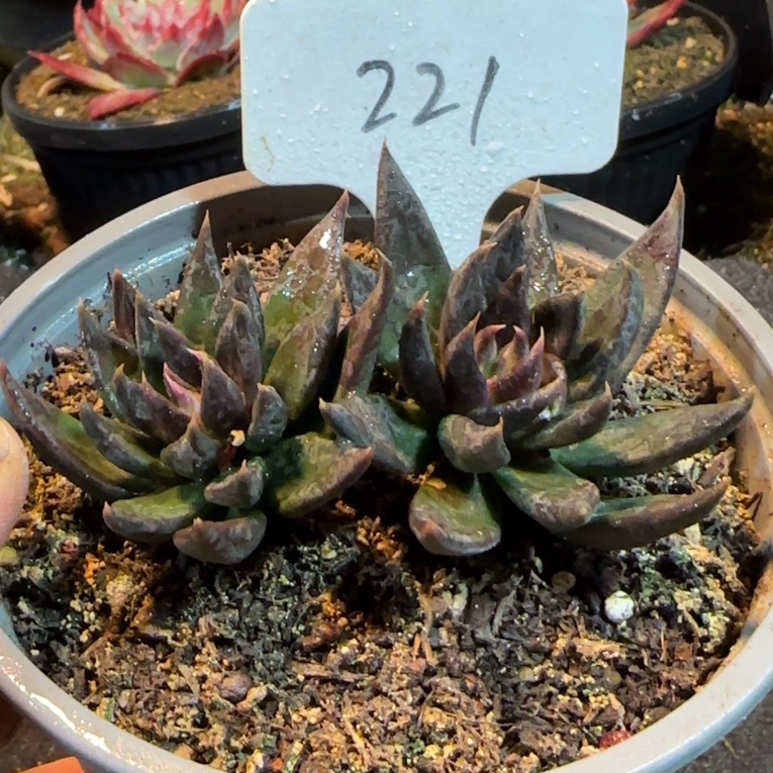 黑骑士221一物一拍包装收缩花旱