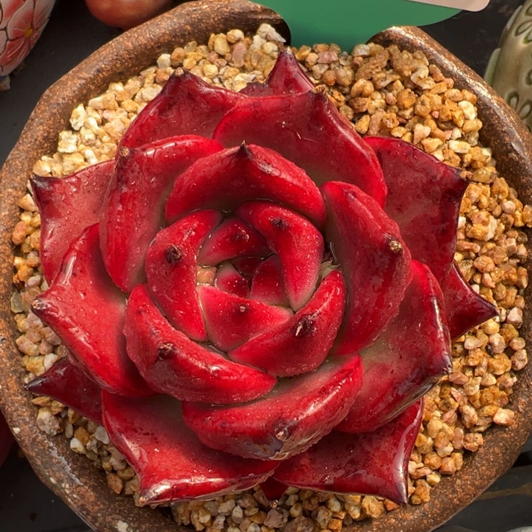 从前慢多肉精选编号0218.99