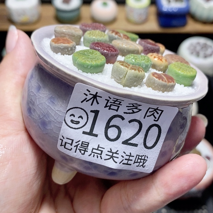 精美盆栽 一物一拍1620