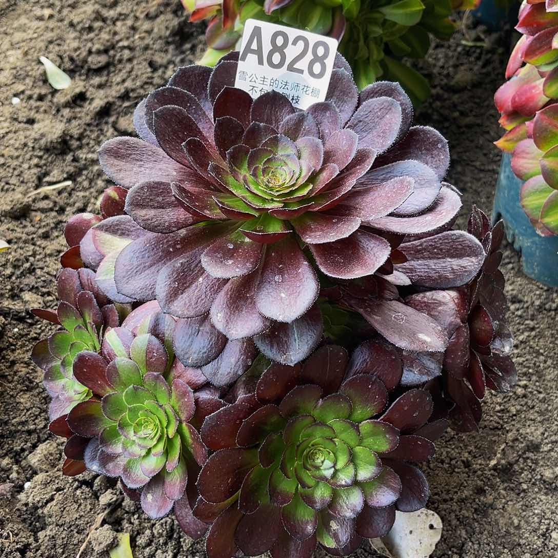 法师法师16-2包邮法师