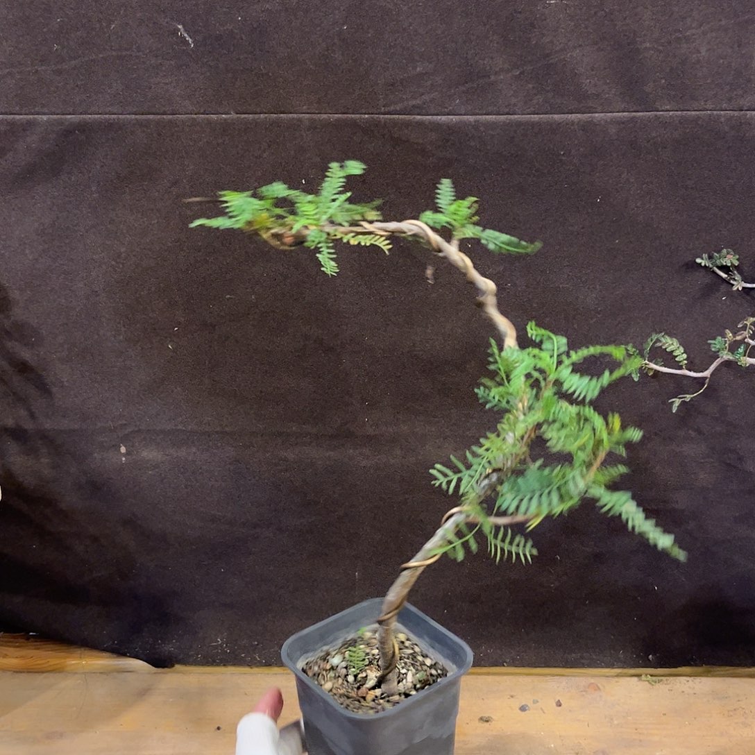 汤圆植物羽叶裂揽