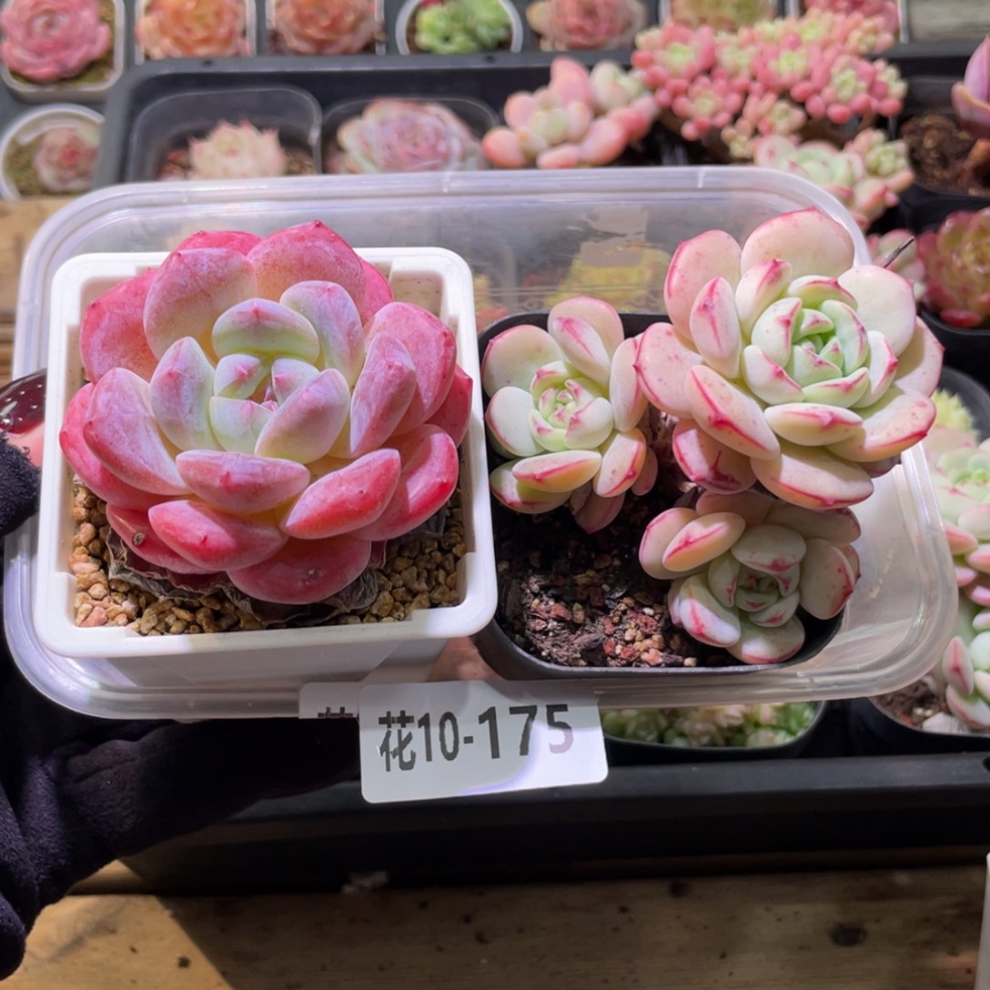 花利美10-175精选糖心➕香草