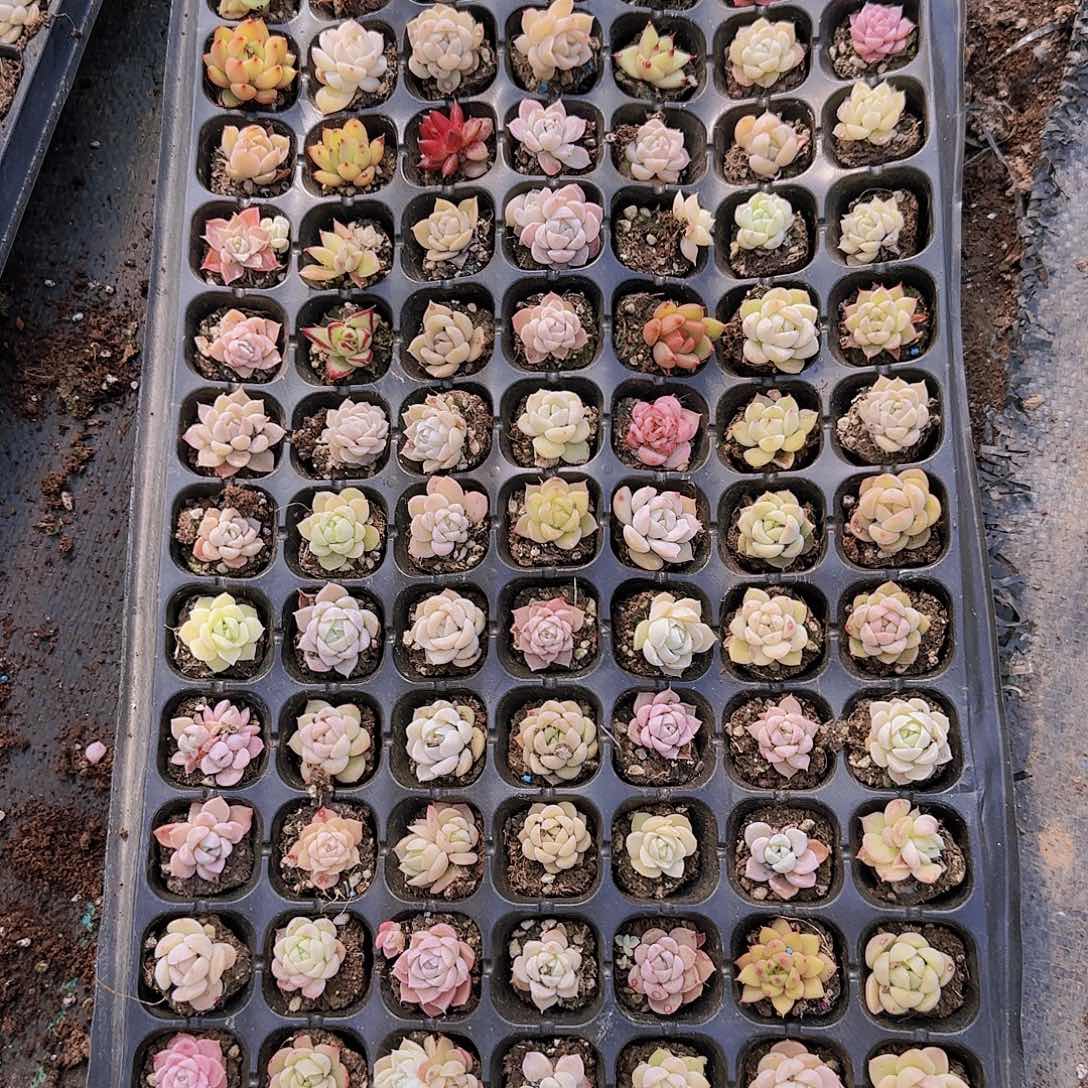 直播一物一拍多肉04