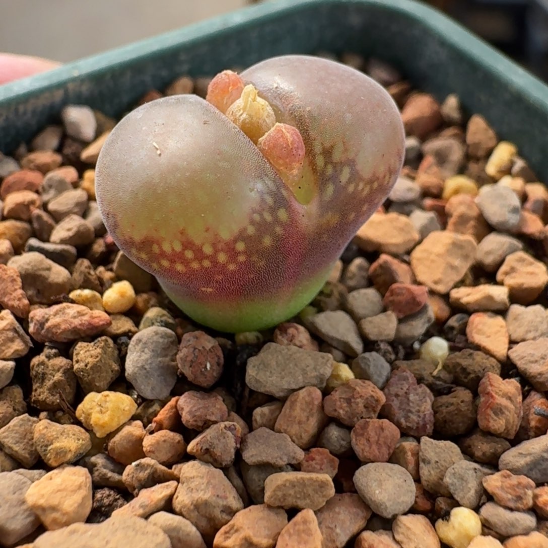 9***生云缦精品番杏30.2