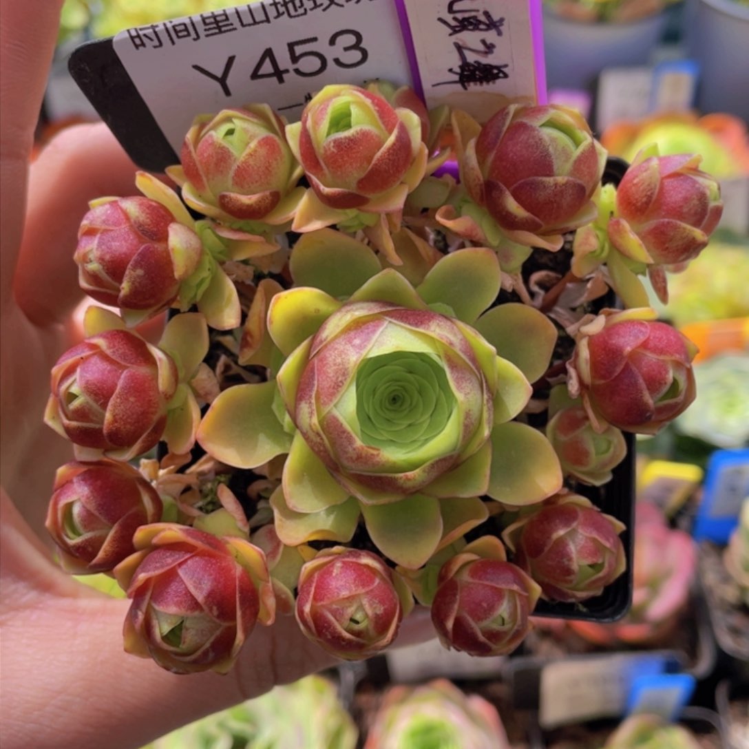 流萤之舞多肉453一物一拍