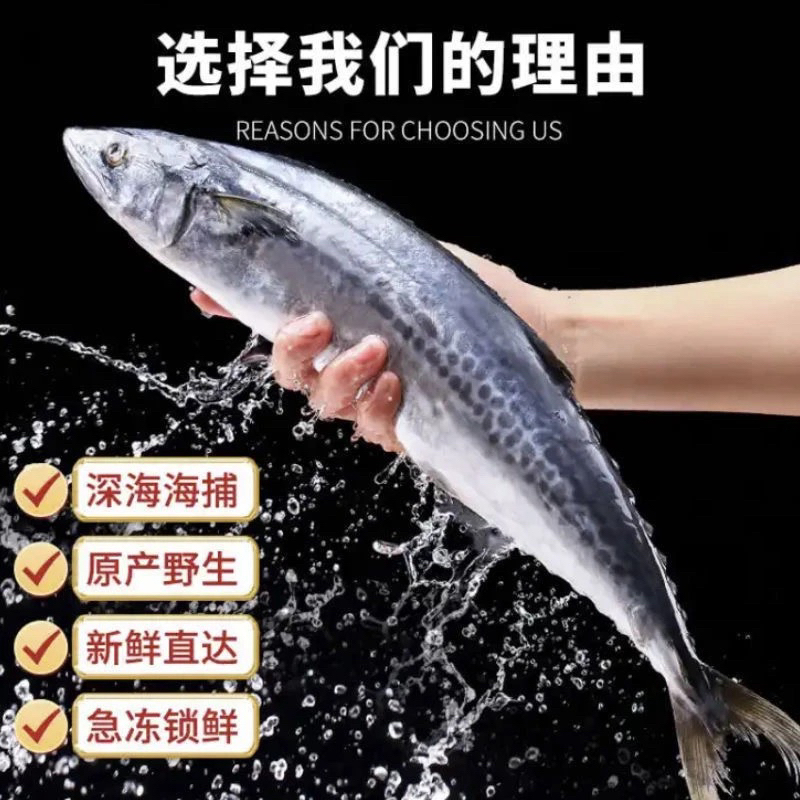青岛鲅鱼4条共4.5斤 鲜鱼速冻整条发货 
