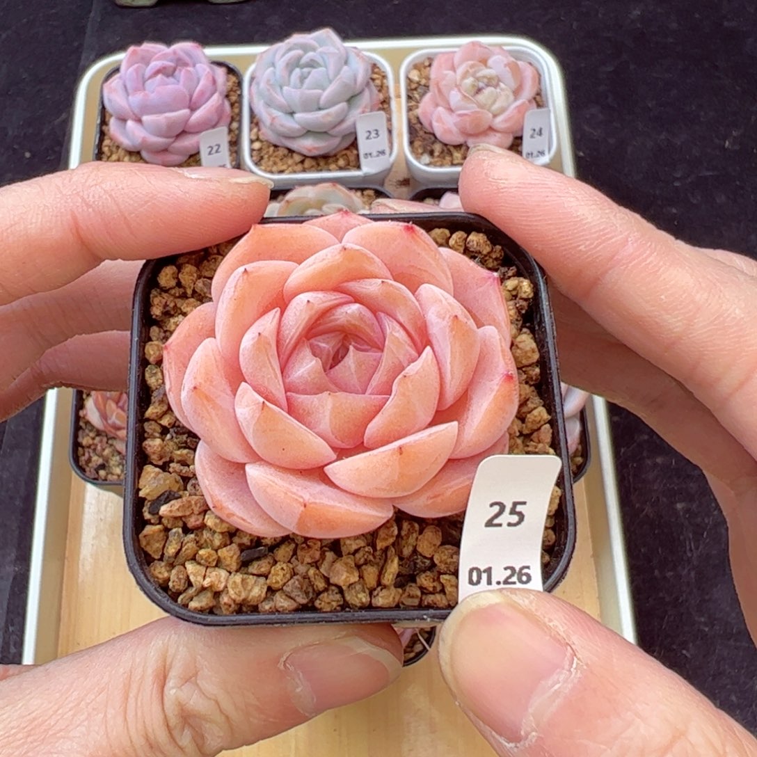 橘冰25、哈哈哈哈