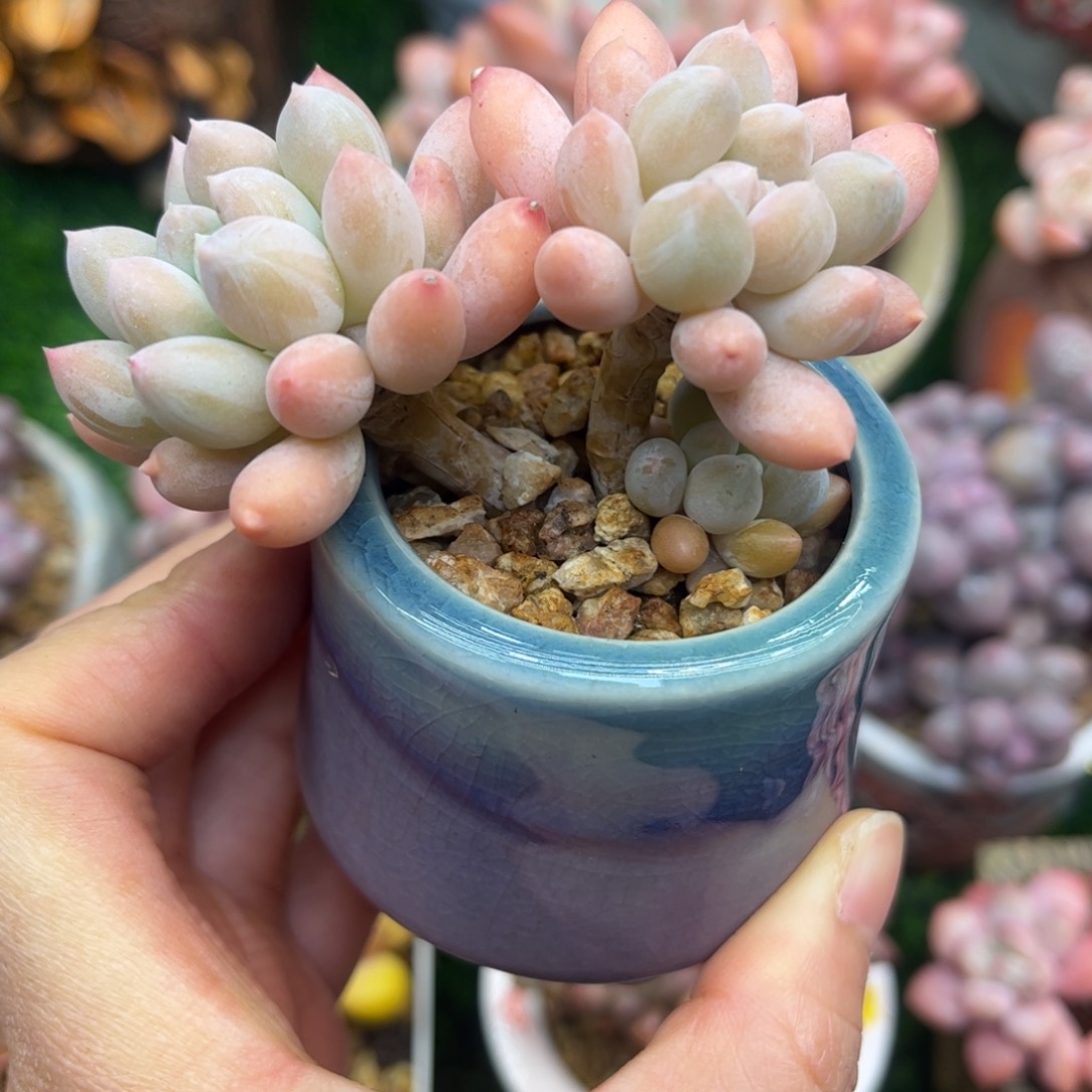 奶糖美人老桩带盆发货……