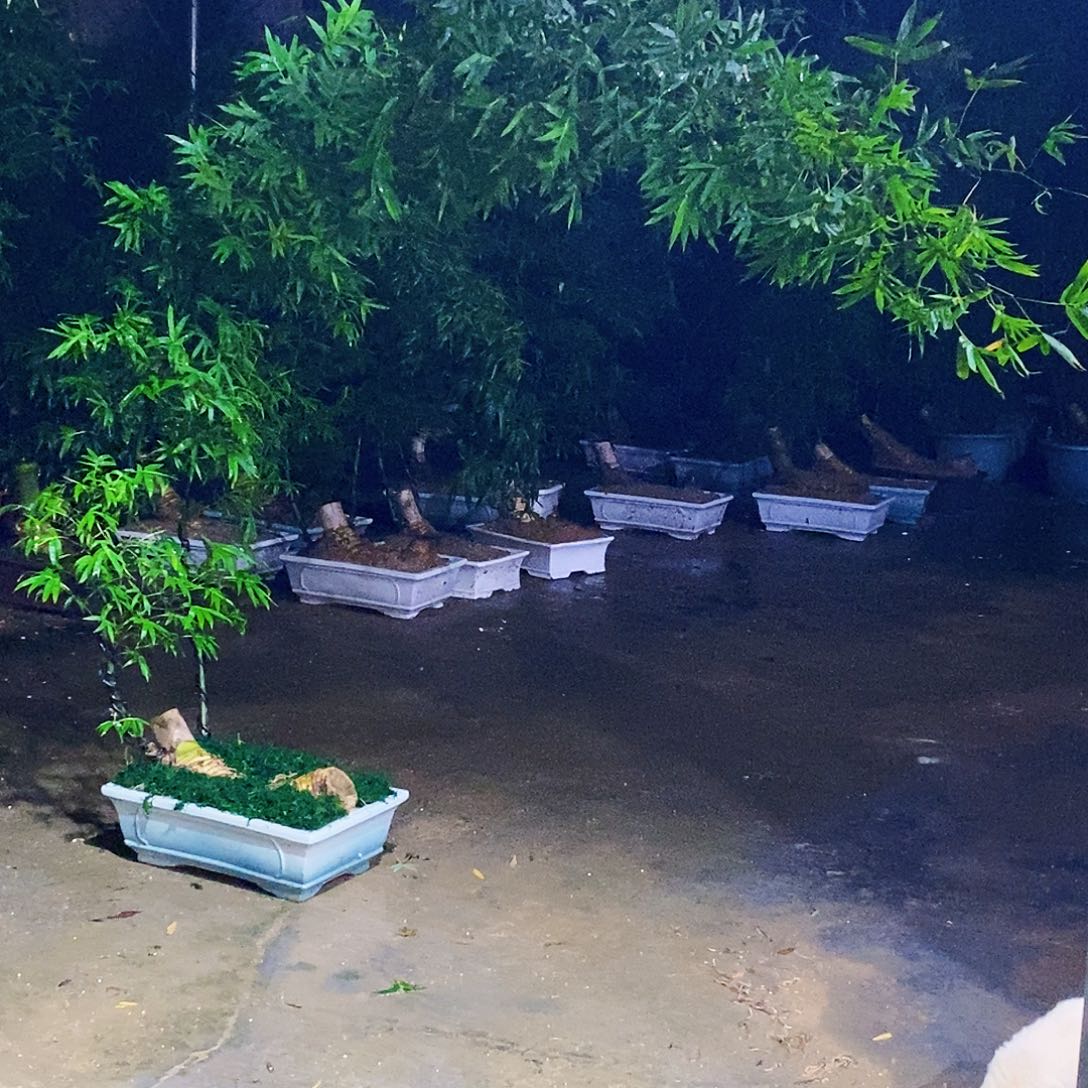 庞***庄无花朵小叶簕竹一物一拍