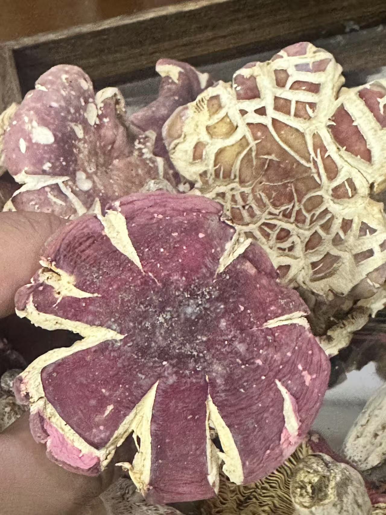 河南野生红菇 裂菇 可以试吃 250g