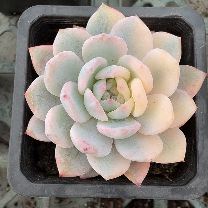 梦露锦一物一拍锦龙
