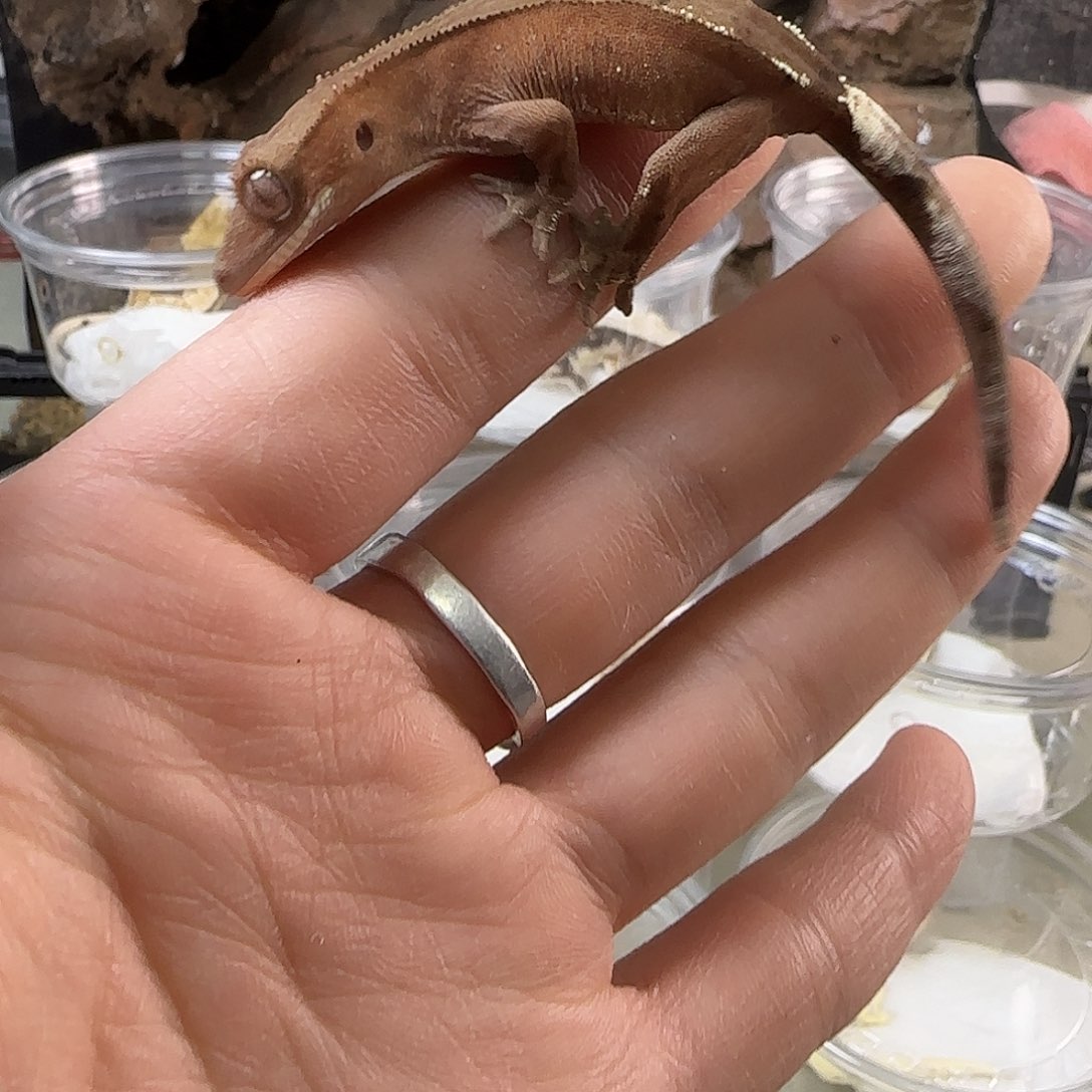 睫角守宫sable双红睫角