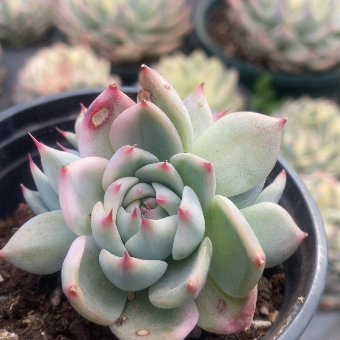 164锦锦锦锦锦锦锦锦