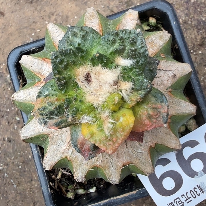 无花朵999哥斯拉牡丹红锦东三