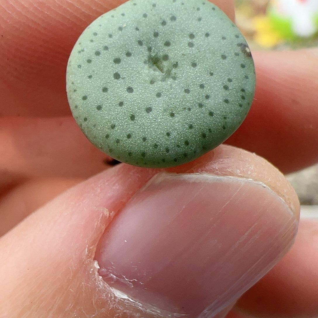 【闪购商品】74 小酒杯