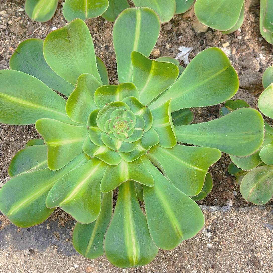 窄锦暴君多肉植物