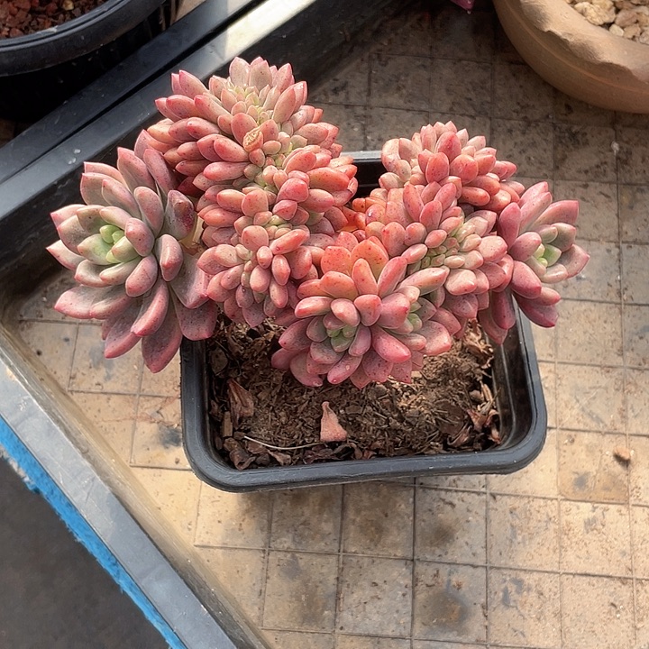 老桩香奈儿带龙头17带盆土发