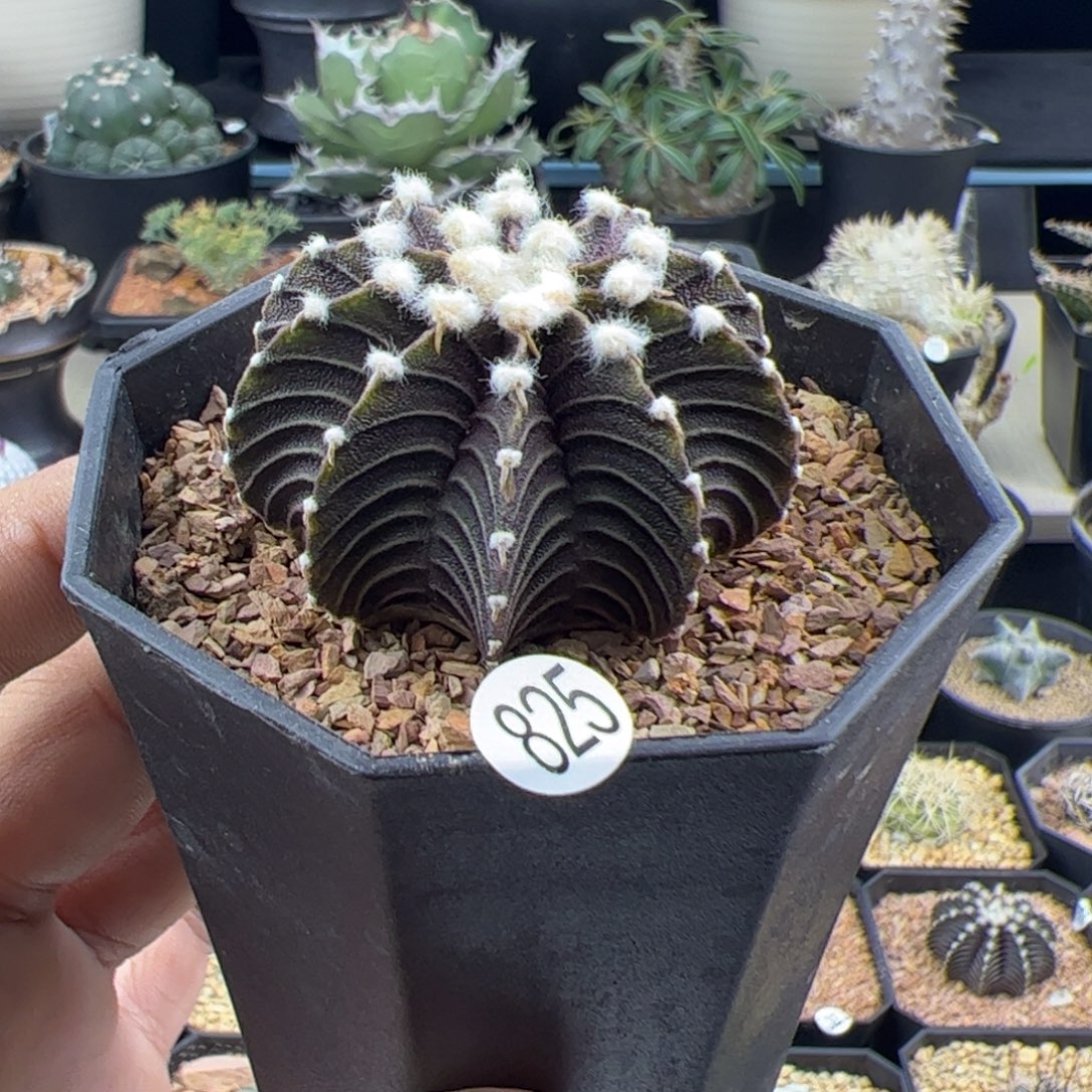 高绒肋骨4.4一物一拍825