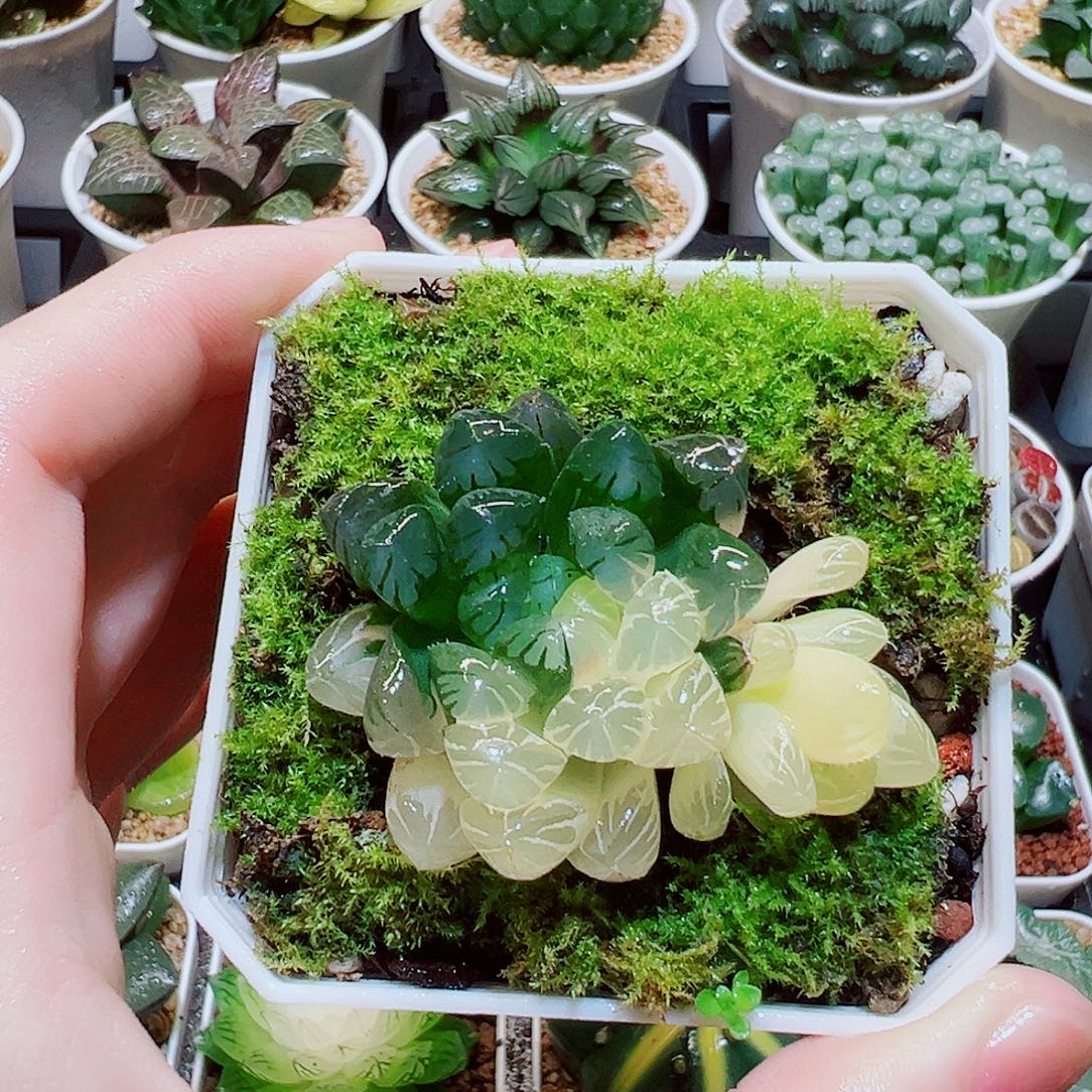 直播间，玉露锦，11米