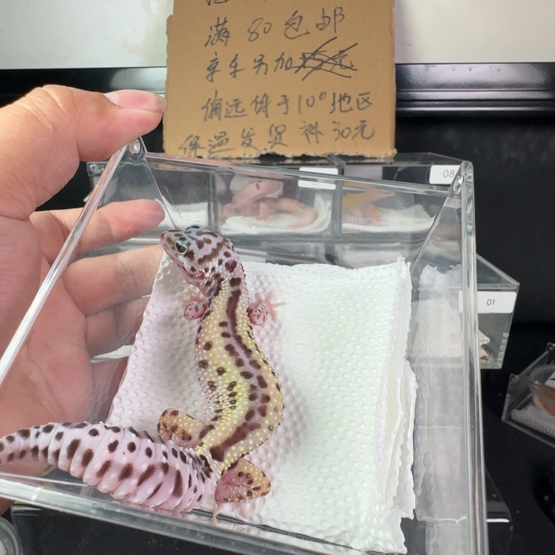 豹纹守宫雪花妹妹