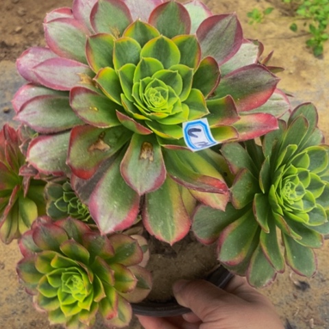奶白多肉128多肉植物