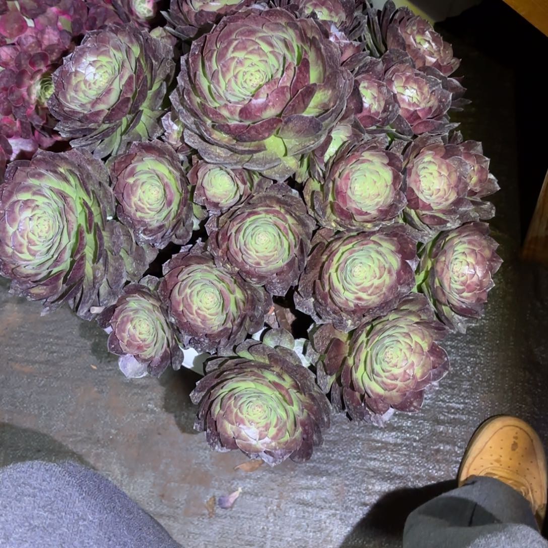 林***虎云南多肉植物孔雀翎