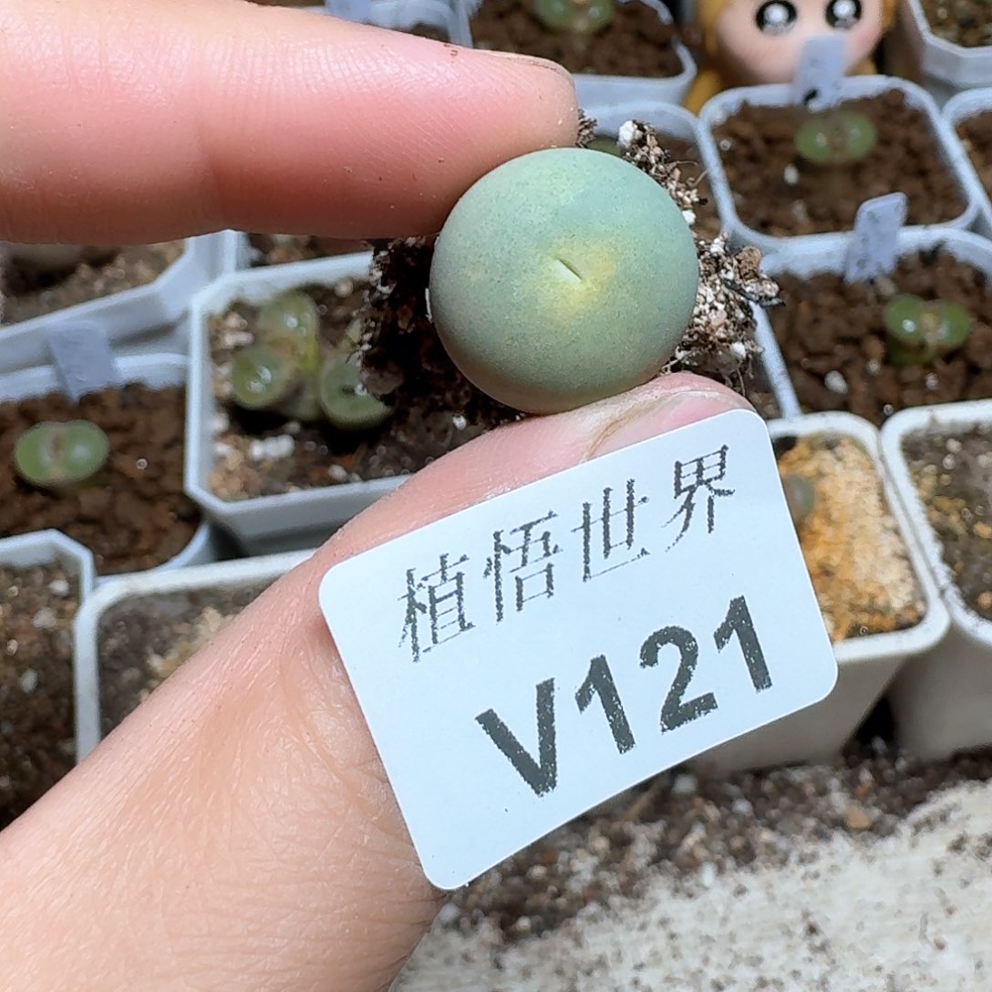 121盒多肉植物提取cv