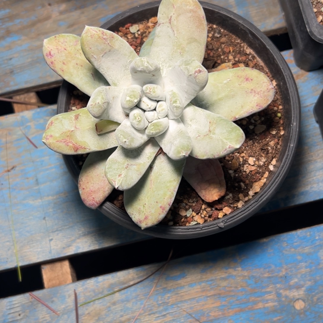 大拇指～一物一拍1297