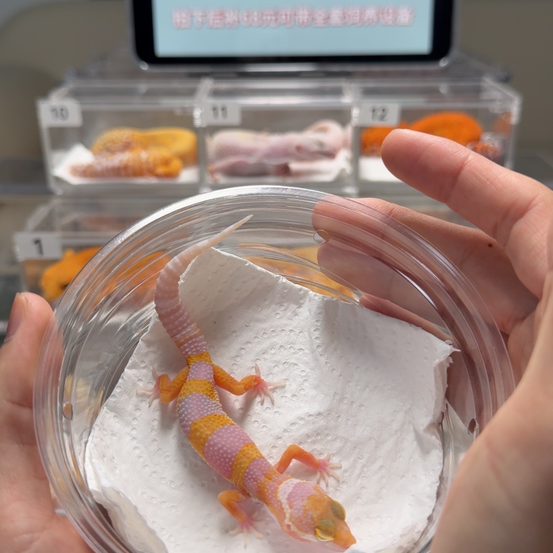 豹纹守宫橘白母温