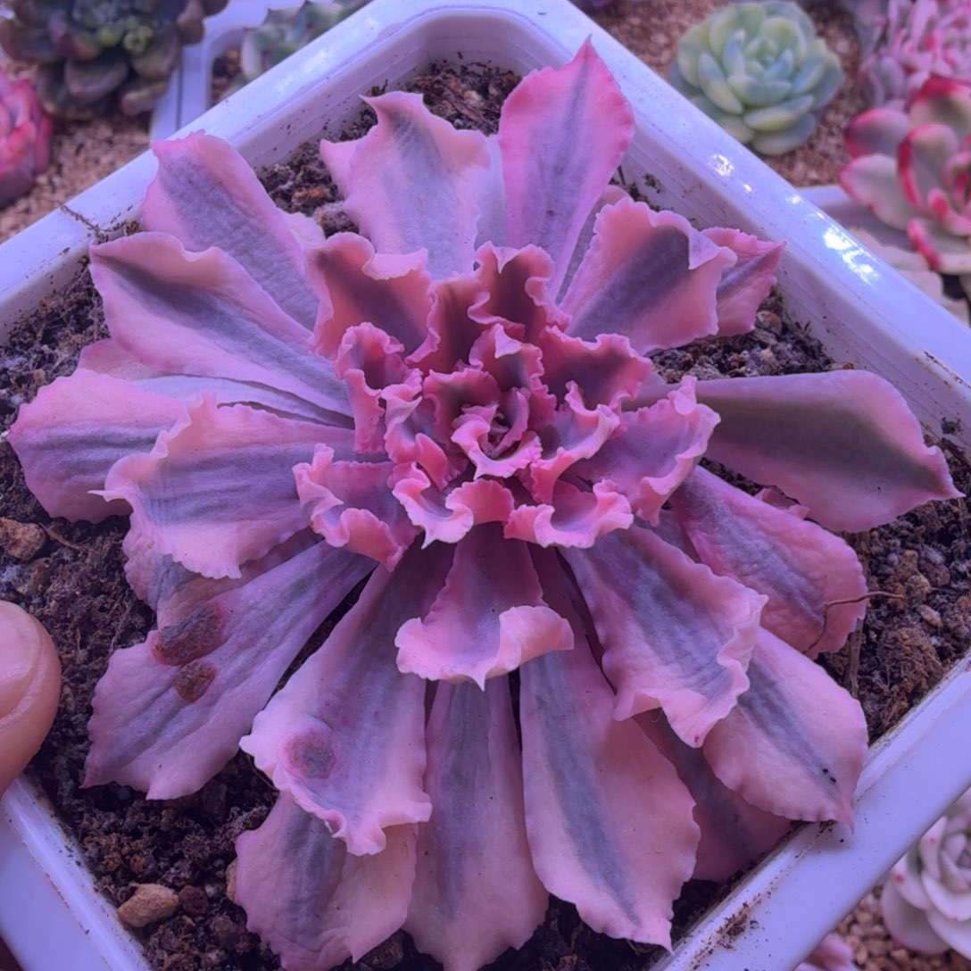 晚霞之舞锦 多肉植物