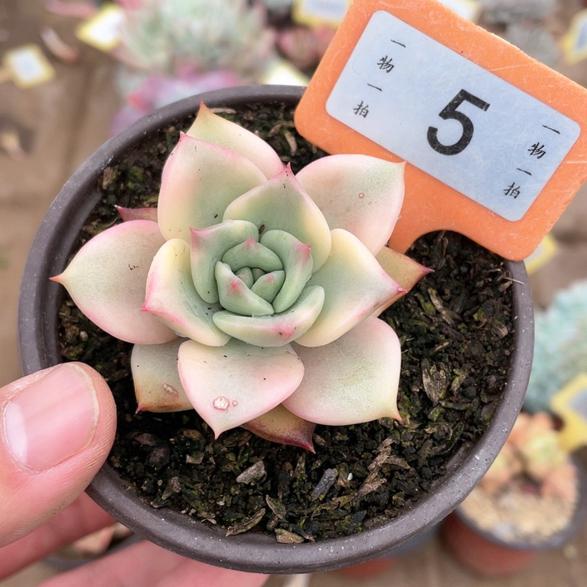 【闪购商品】5号的