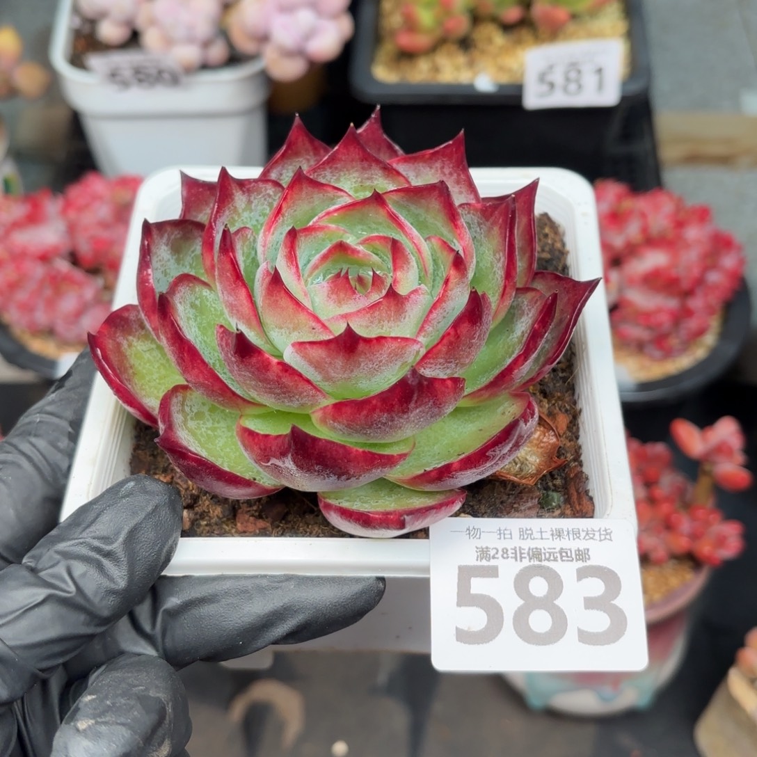 大惊鸿仙子无盆土发货